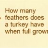 Turkey Talk