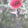 Theresa Huse 2012 -00052 hummingbird feeding on bottlebrush plant.jpg Theresa Huse
