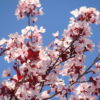 Theresa Huse 2010-2012 Cherry Blossoms4428182241_bdc022c142 Cherry Blossoms