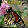 Theresa Huse 2012 DearCreatives Monarch butterfly 200x.jpg Theresa Huse 2012 DearCreatives Monarch butterfly 200x.jpg