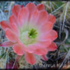 Theresa Huse 2012 deacreativesdotcom-00988 cactus flower 2 Theresa Huse 2012 deacreativesdotcom-00988 cactus flower 2