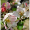 Theresa Huse 2011 -00703 cherry blossoms Theresa Huse 2011 -00703 cherry blossoms