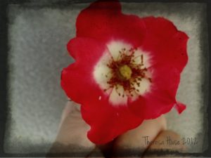Theresa Huse 2012 -01197 vintage rose