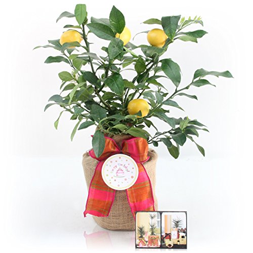 Happy Birthday Meyer Lemon Gift Tree by The Magnolia Company