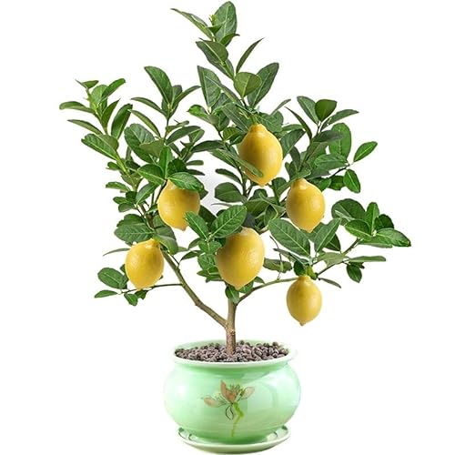 Bergamot Orange Citron Lemon Tree Live Starter Plant Seeding, 15-17
