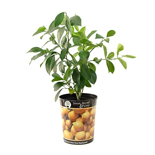 Garden State Bulb Meyer Lemon Tree, Citrus Live Plant (1