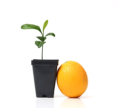 Meyer Lemon Tree Starter Plant. Citrus x meyeri. 3" -