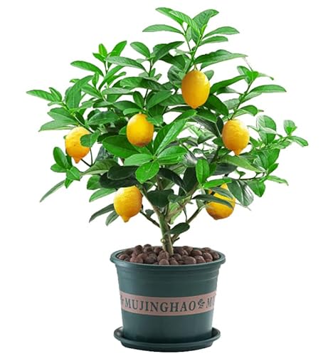 Live Plants Citrus Medica Perfume Lemon Trees Edible Citrus Fruit