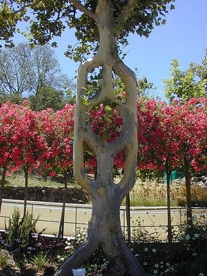 Circus Trees