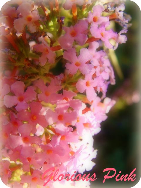 Pink Flowers in Spring