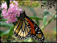 Spring, Butterflies, #EarthDay & Earth Day Link-Up