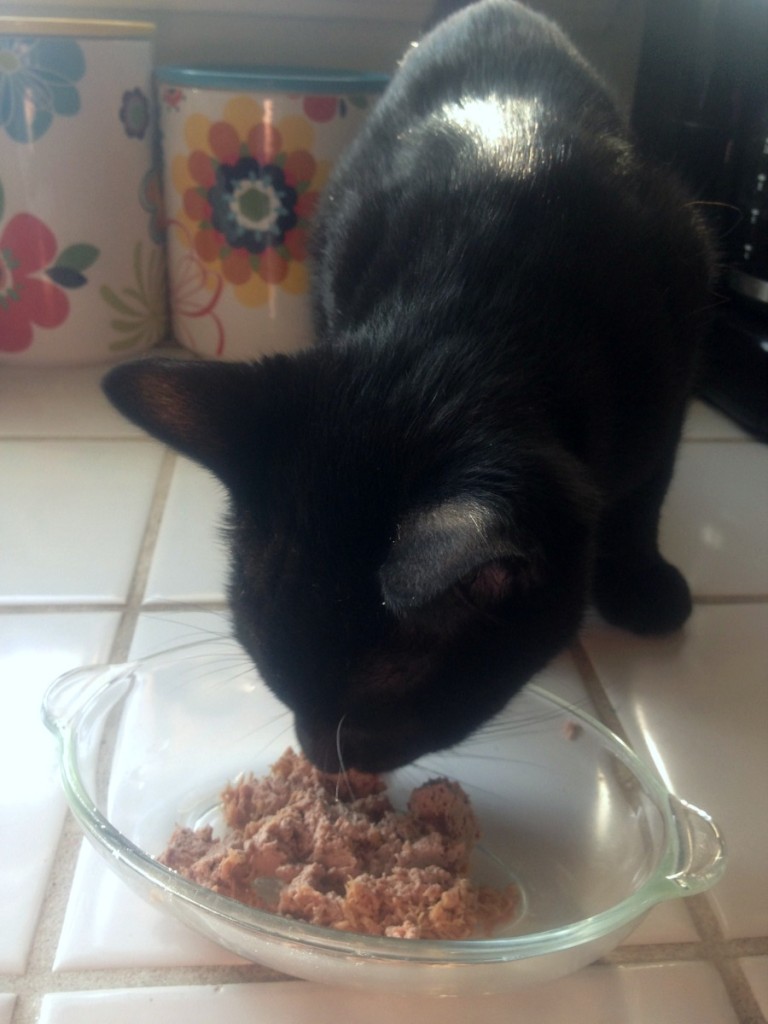 PetSmart Shopping Experience Cat Food Supplies Review Dear