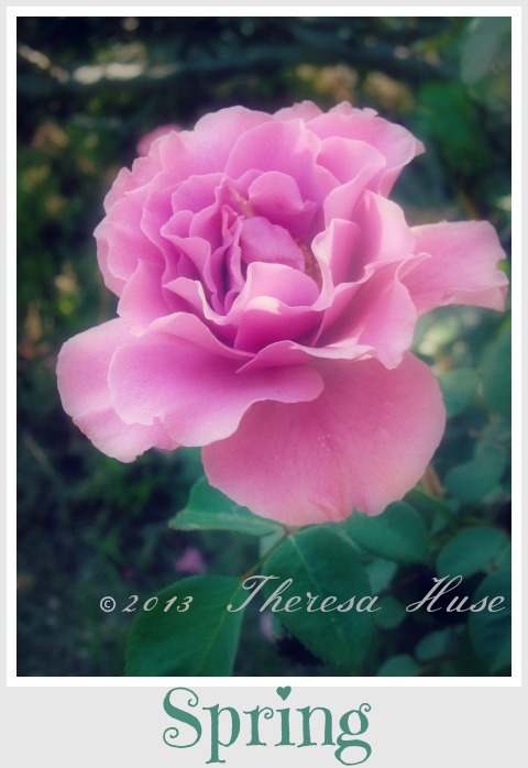 Spring rose, rose, photograph of a rose, Theresa Huse 2013-03287
