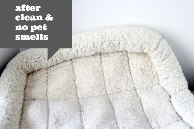 After using unique cleaning product on pet bed Theresa Huse 2013