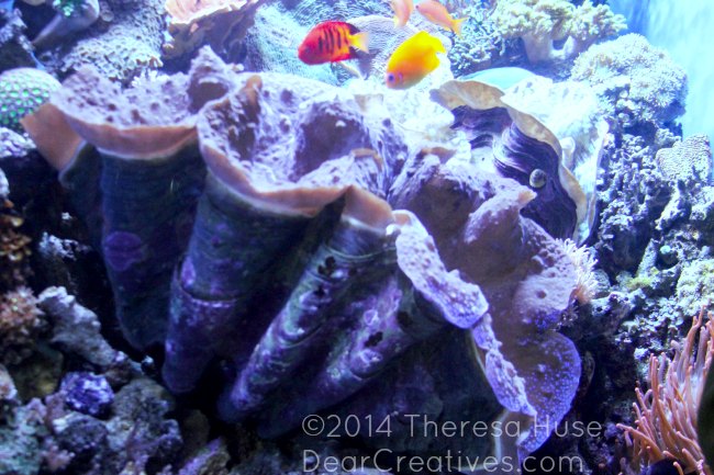 Giant Clam_ Giant Purple Clam_Monterey Bay Aquarium_