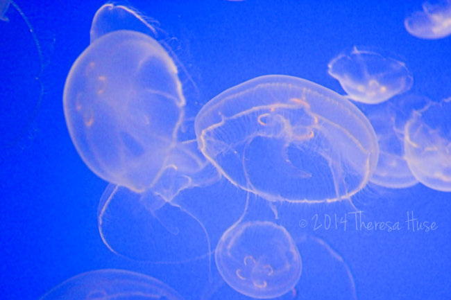 Planning and Travel Tips: Monterey Bay, CA and Monterey Bay Aquarium Part 2