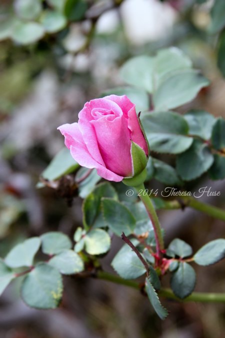 Rose bud blooming on a vine_rose_pink rose_