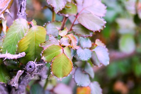 raindrops on leaves_ raindrops on rose bush leaves_