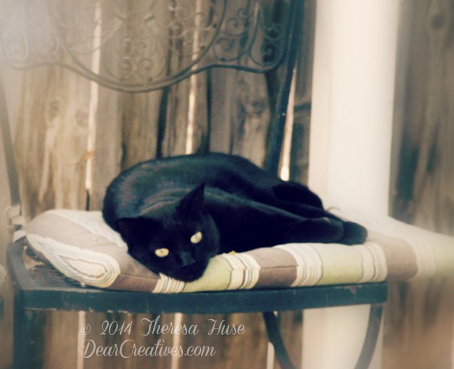 Black cat on a chair _