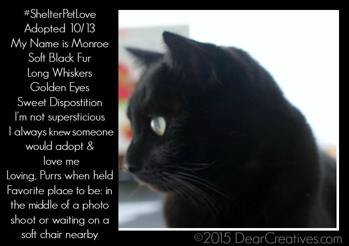 #ShelterPetLove - Monroe-DearCreatives.com