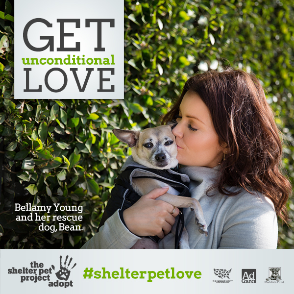 #ShelterPetLove A Story of Adoption And How You Can Help