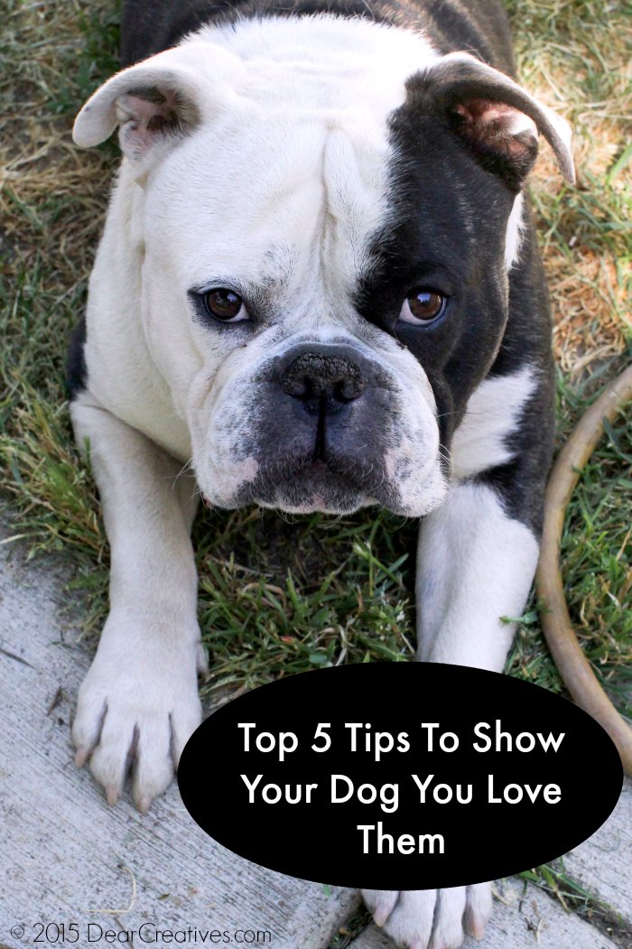 Family Pets: It’s A Dogs World! 5 Top Ways To Show Them