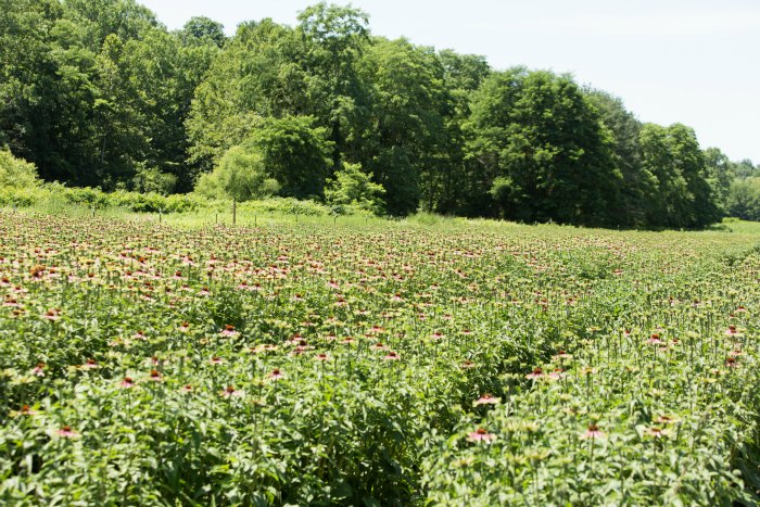 Beauty Farmacy Echinacea Field