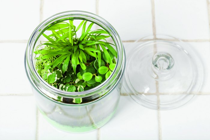 terrariums with lid sitting next to it Gardens Under Glass diy terrariums pg 83A