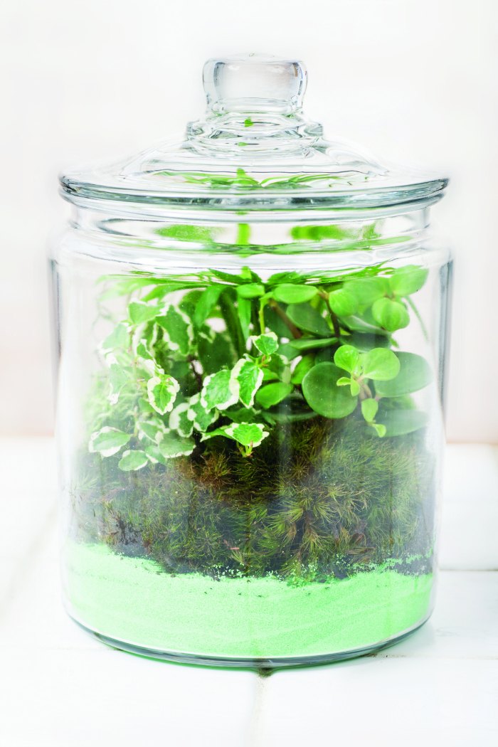 terrariums | Gardens Under Glass diy terrariums