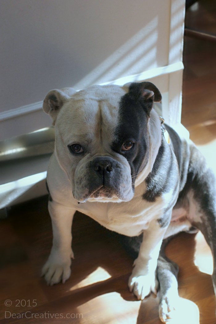 Old English Bull Dog Sitting in the sun