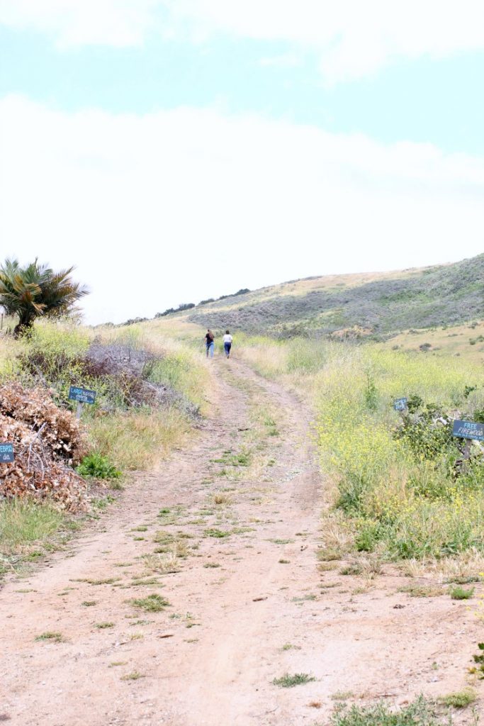 San Luis Obispo Botanical Garden- DearCreatives.com Hiking trails behind the botanical gardens at the botanical gardens in El Chorro Park San Luis Obispo Calfornia