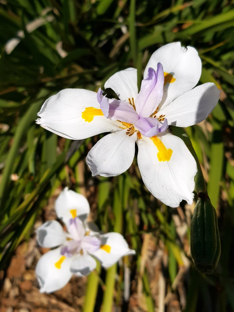 Iris flower taken with the Samsung Galaxy S8 DearCreatives.com
