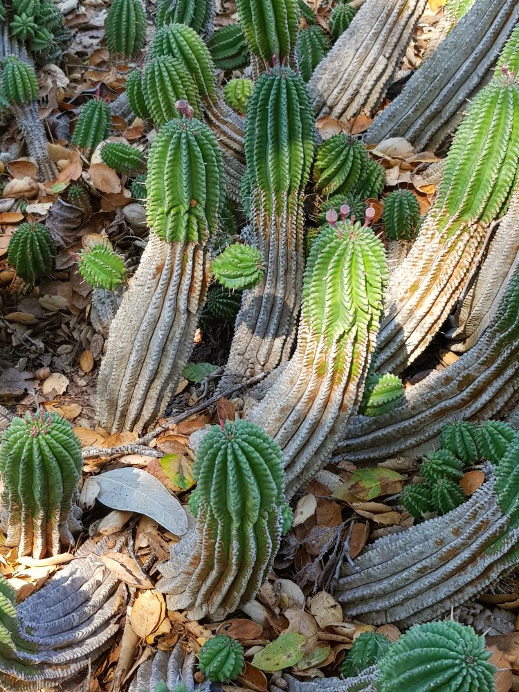 cactus floral photography taken with samsung galaxy S8 at slo botanical gardens