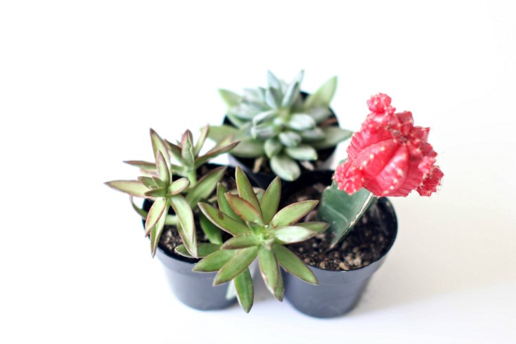 succulents in pots close up taken with camera - DearCreatives.com