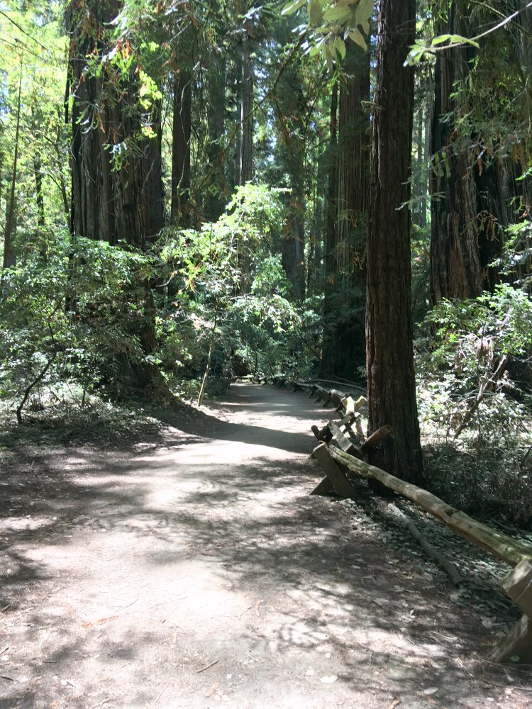 Armstrong Redwood Park Trail California © 2017 DearCreatives.com
