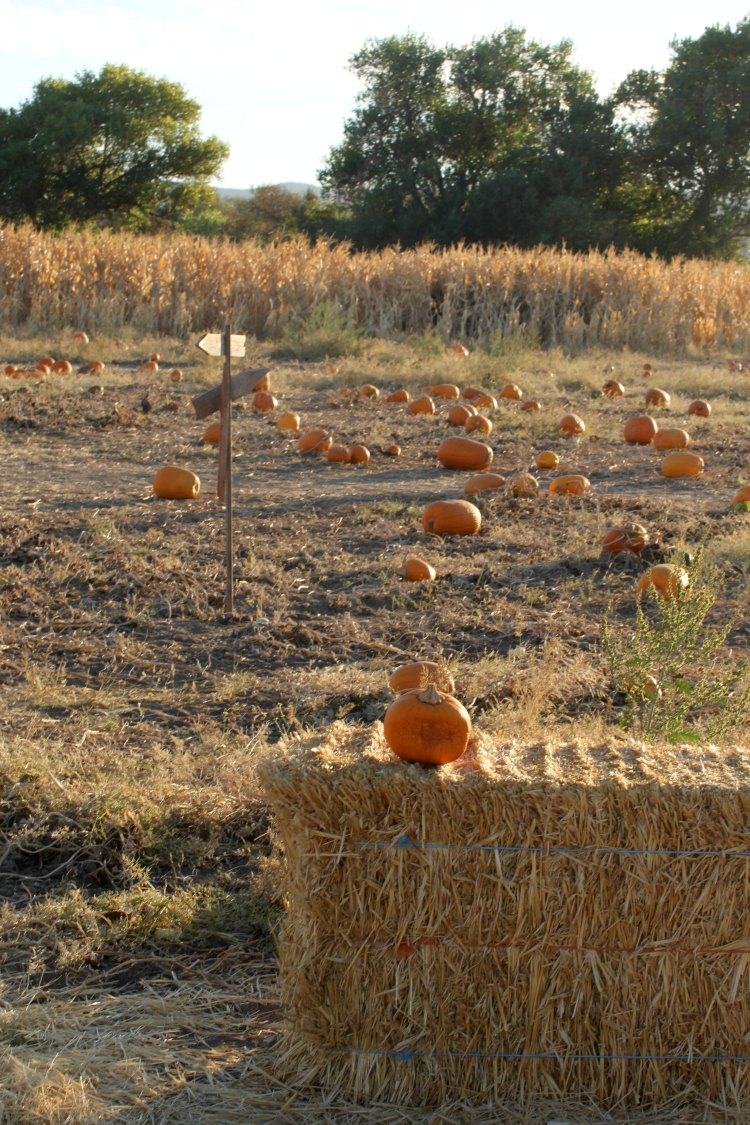 Pumpkin patch Paso Robles, Ca. photography DearCreatives.com