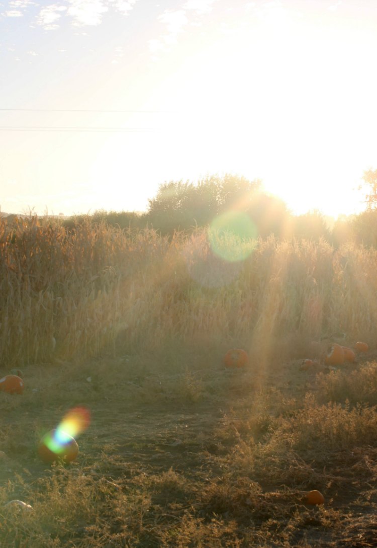 Sunset in a field Paso Robles, Ca. photography DearCreatives.com