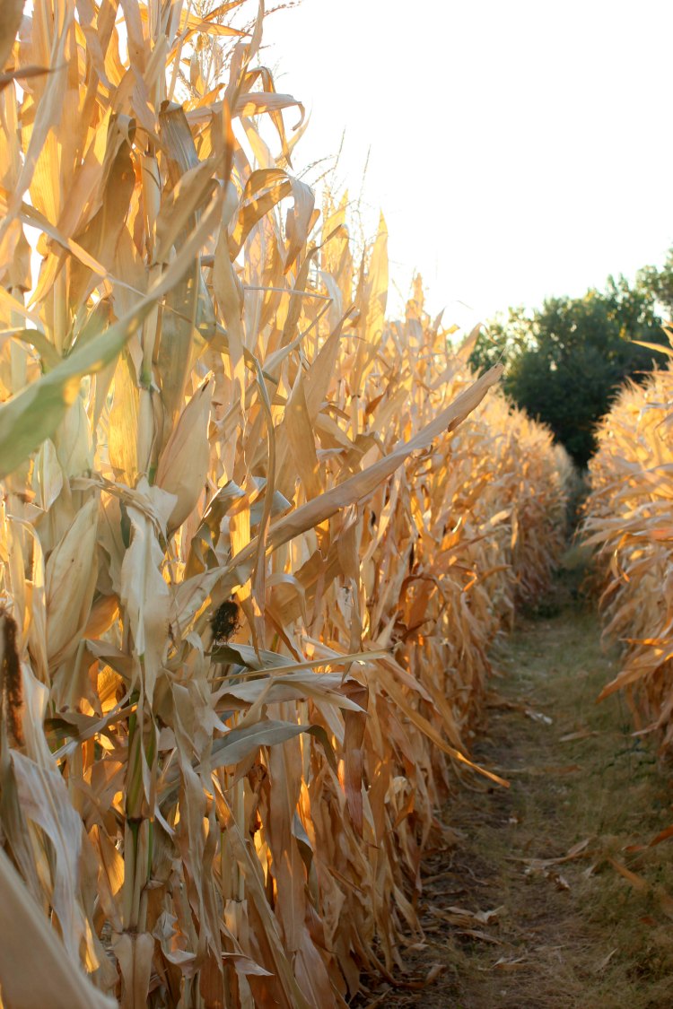 corn maze at golden hour Paso Robles, Ca. photography DearCreatives.com