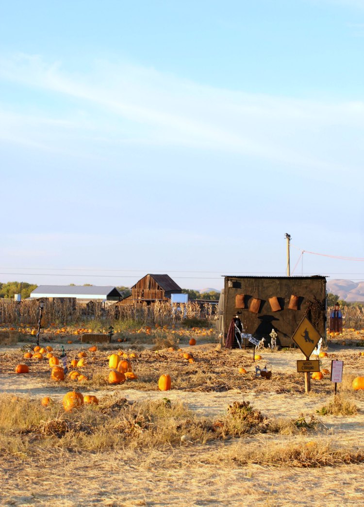 pumpkin patch photography DearCreatives.com