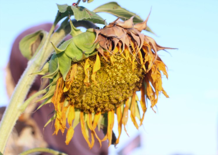 sunflower drying out on a stock photography DearCreatives.com