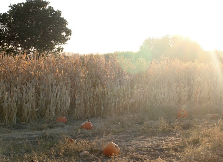 sunset in a pumpkin patch and corn maze Paso Robles, Ca. photography DearCreatives.com