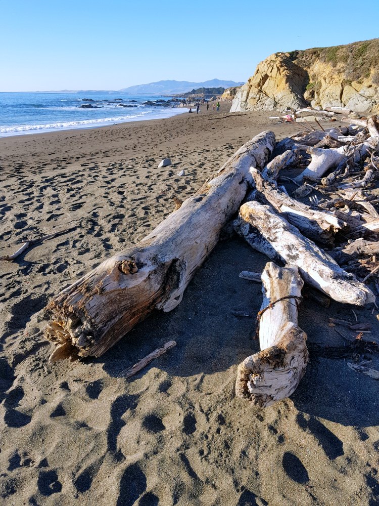 Driftwood along the shoreline at moonstone beach Cambria, Calfornia