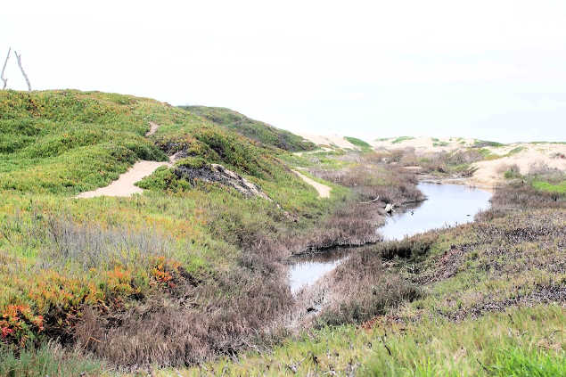 hiking trail in nature along the Pismo beach nature preserve in California - healthy lifestyle tips DearCreatives.com