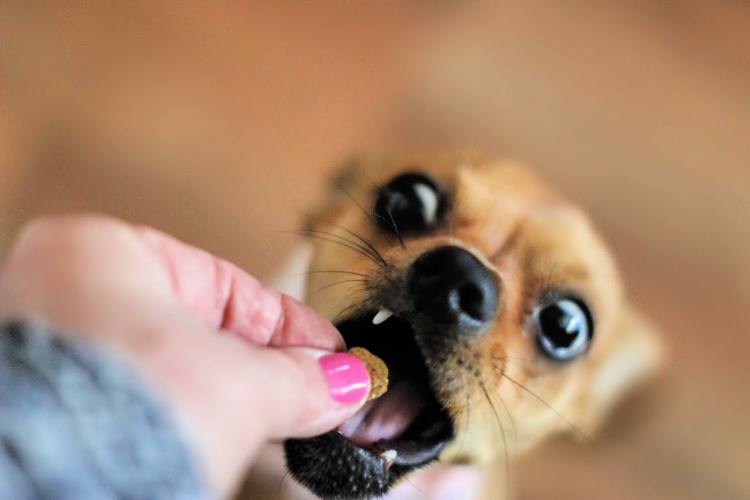 Dog keeping her eyes on the prize. A treat after her good behavior and completing her dog training. DearCreatives.com