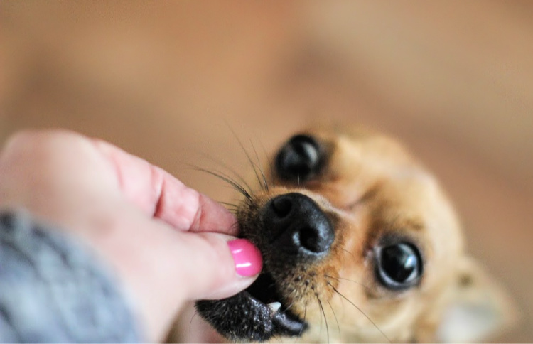 Giving a dog a dog treat - Give your dog a reward after good behavior. See all the dog training tips. DearCreatives.com