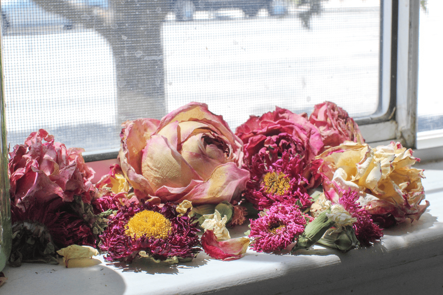drying flowers in a window sill - and other methods for how to dry flowers for potpourri ©2022 DearCreatives.com