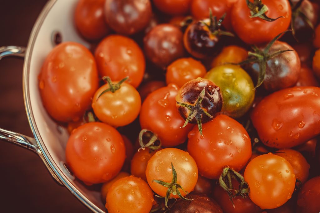 Close-up of a variety of fresh tomatoes in a colander